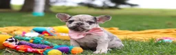 French Bulldog dogs for sale: Lottie - Ad 3