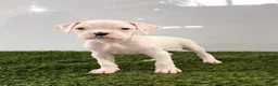 Boxer dogs for sale: Messi - Ad 2