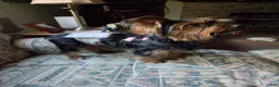 Yorkshire Terrier dogs for sale: Yorkshire Terrier Puppy 1 - Ad 7