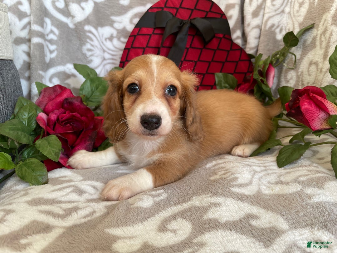 Miniature Dachshund dogs for sale: Blake - Ad 4