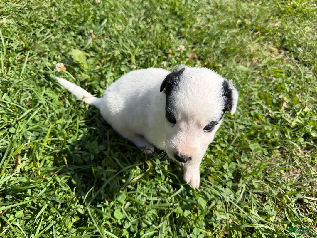 Mixed Breed dogs for sale: Moose  - Ad 2