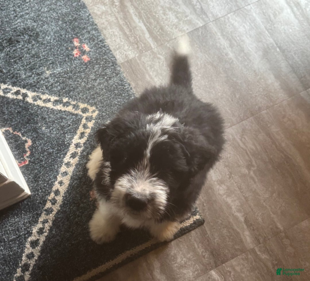 Sheepadoodle dogs for sale: Harriett - Ad 4