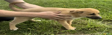 German Shepherd Puppy 2 Kassy