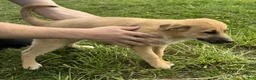 German Shepherd dogs for sale: German Shepherd Puppy 2 Kassy - Ad 1