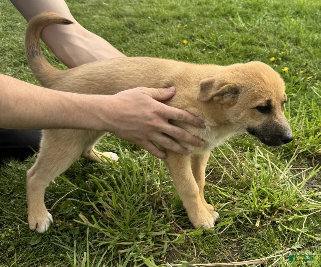 German Shepherd dogs for sale: German Shepherd Puppy 2 Kassy - Ad 1