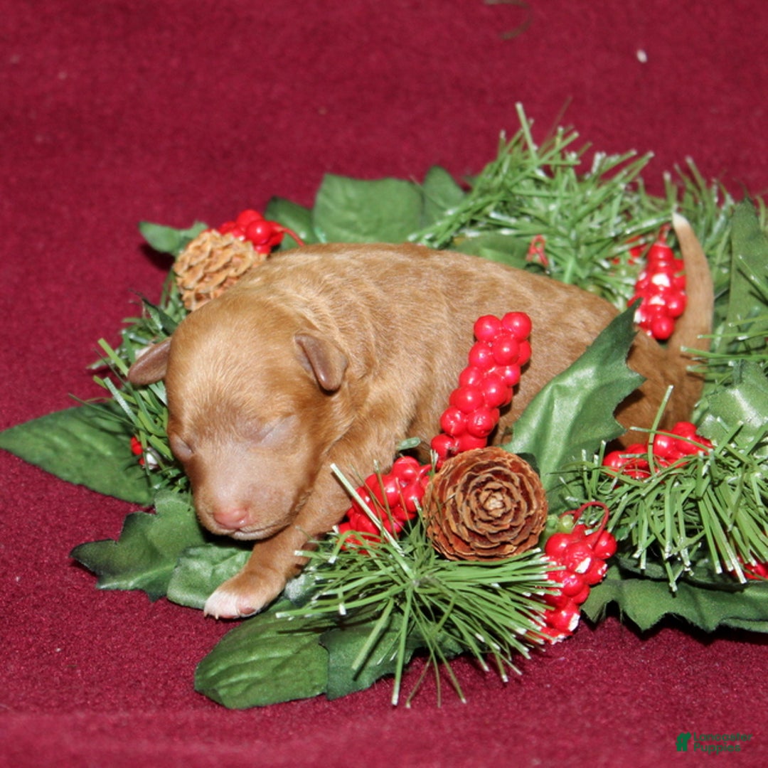 Miniature Poodle dogs for sale: Xella - Ad 3