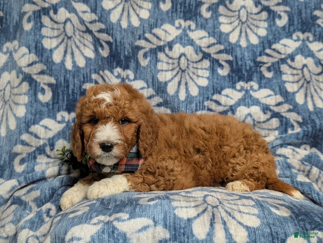 Goldendoodle dogs for sale: Favio Hypoallergenic - Ad 4