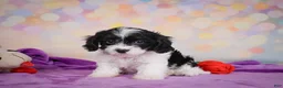 Cavapoo dogs for sale: Riley - Ad 4