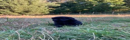 Newfoundland dogs for sale: Scarlet - Ad 5
