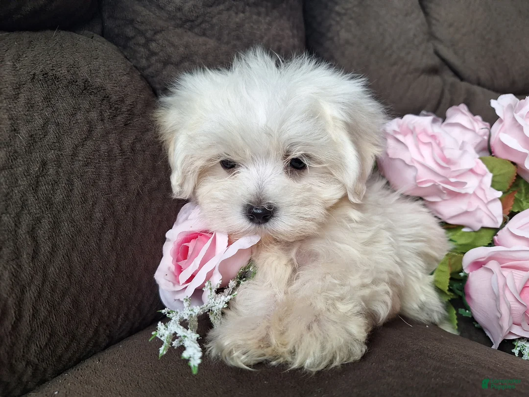 Maltese dogs for sale: Snowbird - Ad 1