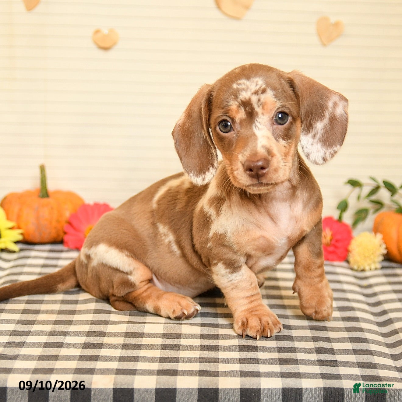 Miniature Dachshund dogs Mavis - Ad 1