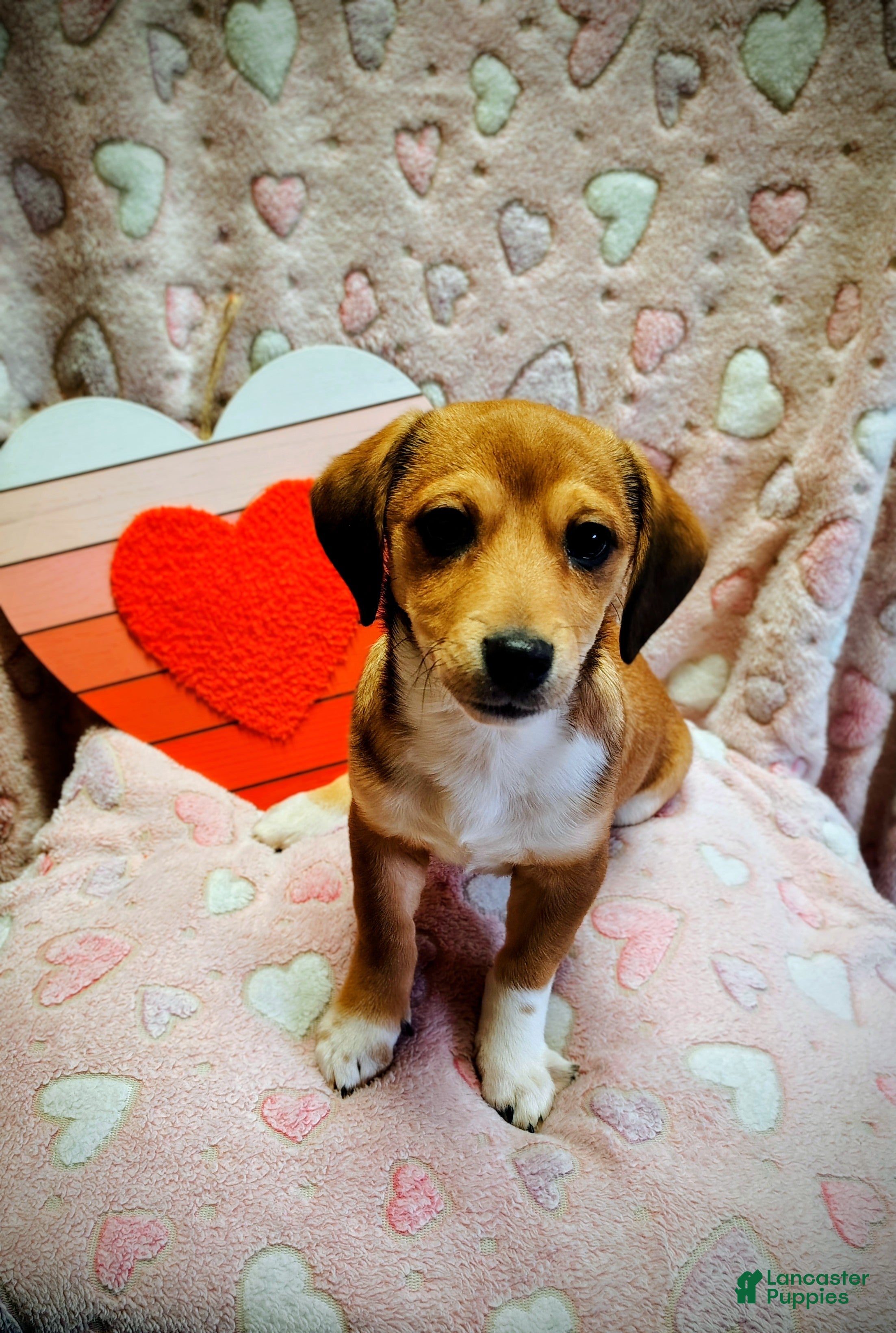 Mixed Breed dogs Mixed Breed Puppy 1 - Ad 18