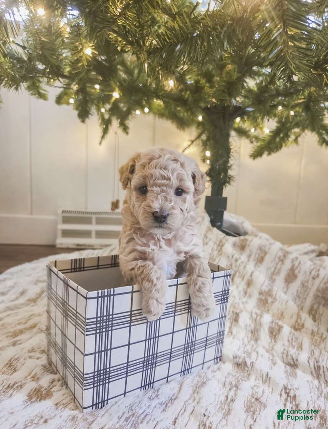 Maltipoo dogs for sale: Noelle - Ad 2