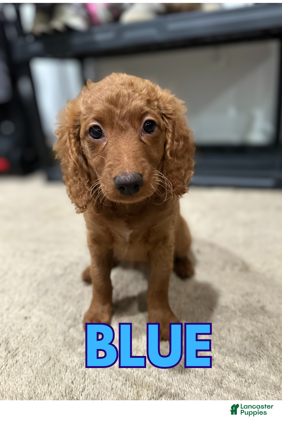 Goldendoodle dogs for sale: Blue Collar - Ad 1