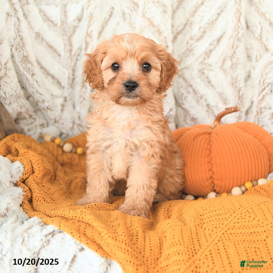 Cavapoo dogs for sale: Dickie - Ad 6