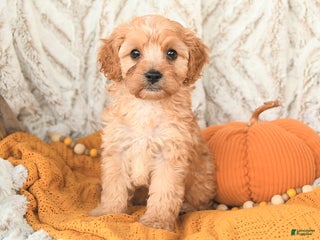 Cavapoo dogs - Ad 41