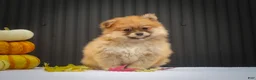 Pomeranian dogs for sale: Milly🩷  - Ad 5