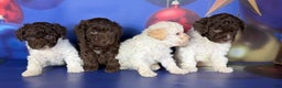 Toy Poodle dogs for sale: ACA DNA crème brûlée - Ad 6