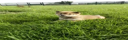 Shiba Inu dogs for sale: Gina - Ad 2