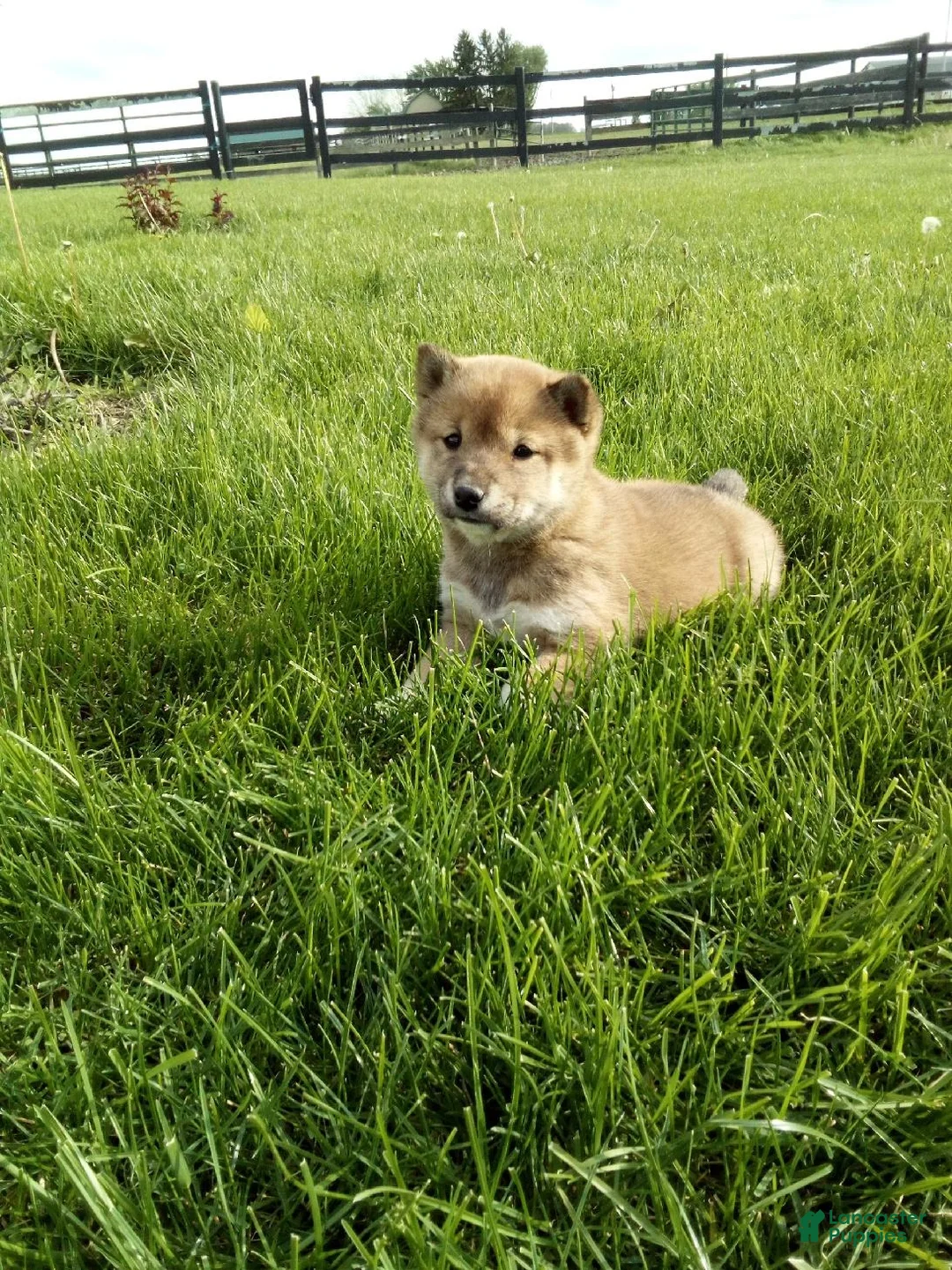Shiba Inu dogs for sale: Gina - Ad 2