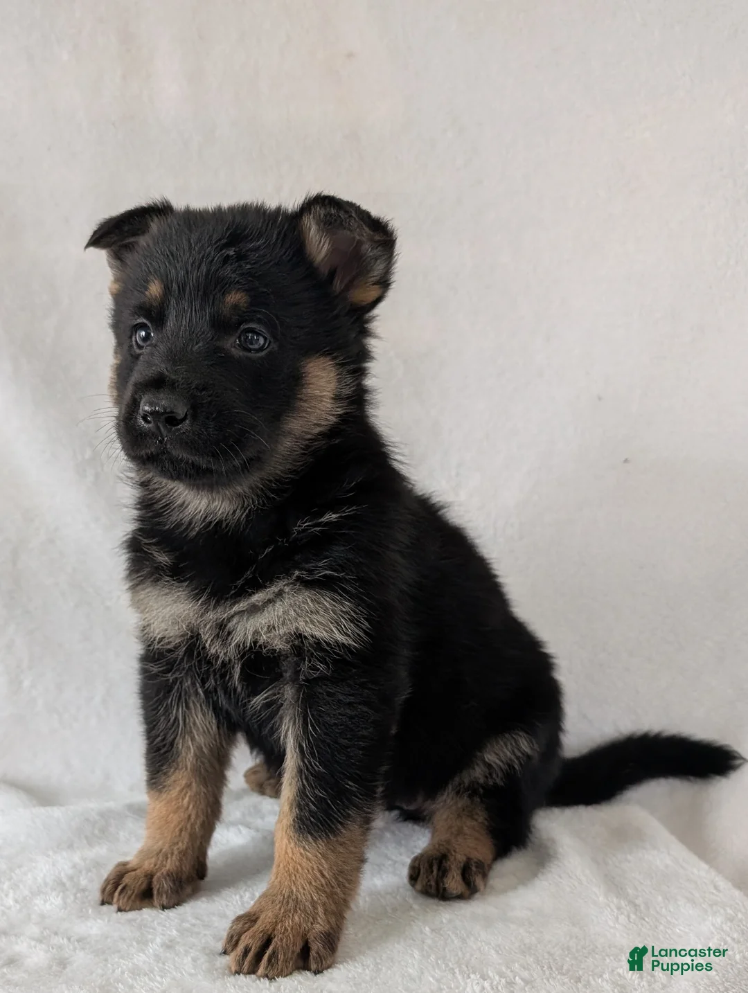 German Shepherd dogs for sale: Fancy  - Ad 5