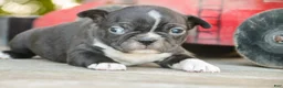 Boston Terrier dogs for sale: Carl Boston Terrier  - Ad 5