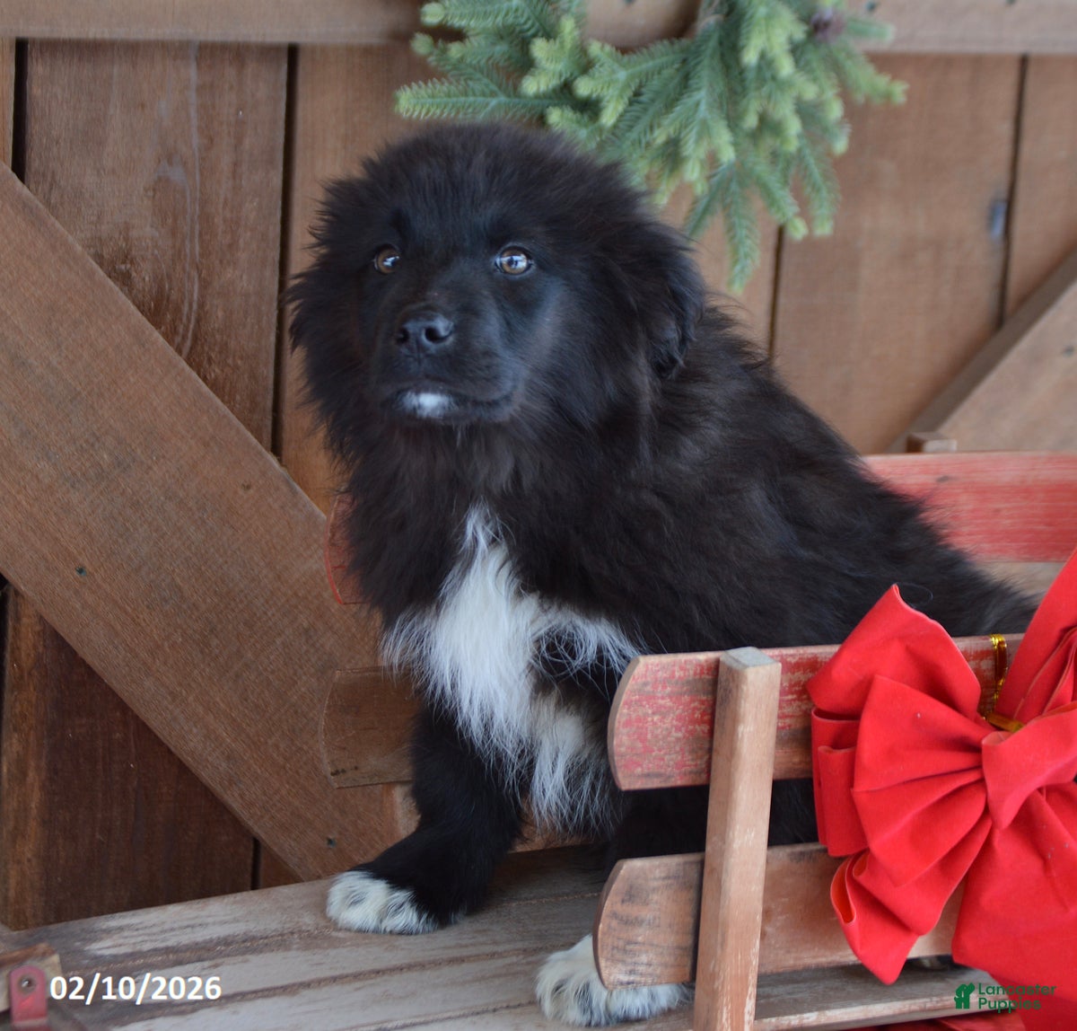 Mixed Breed dogs Ollie - Ad 25