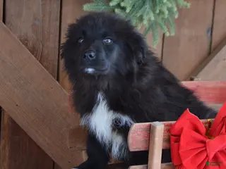 Mixed Breed dogs Ollie - Ad 4