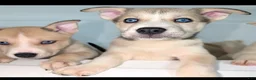 Pitsky dogs for sale: Mindey - Ad 3