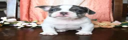 French Bulldog dogs for sale: Harrison - Ad 4