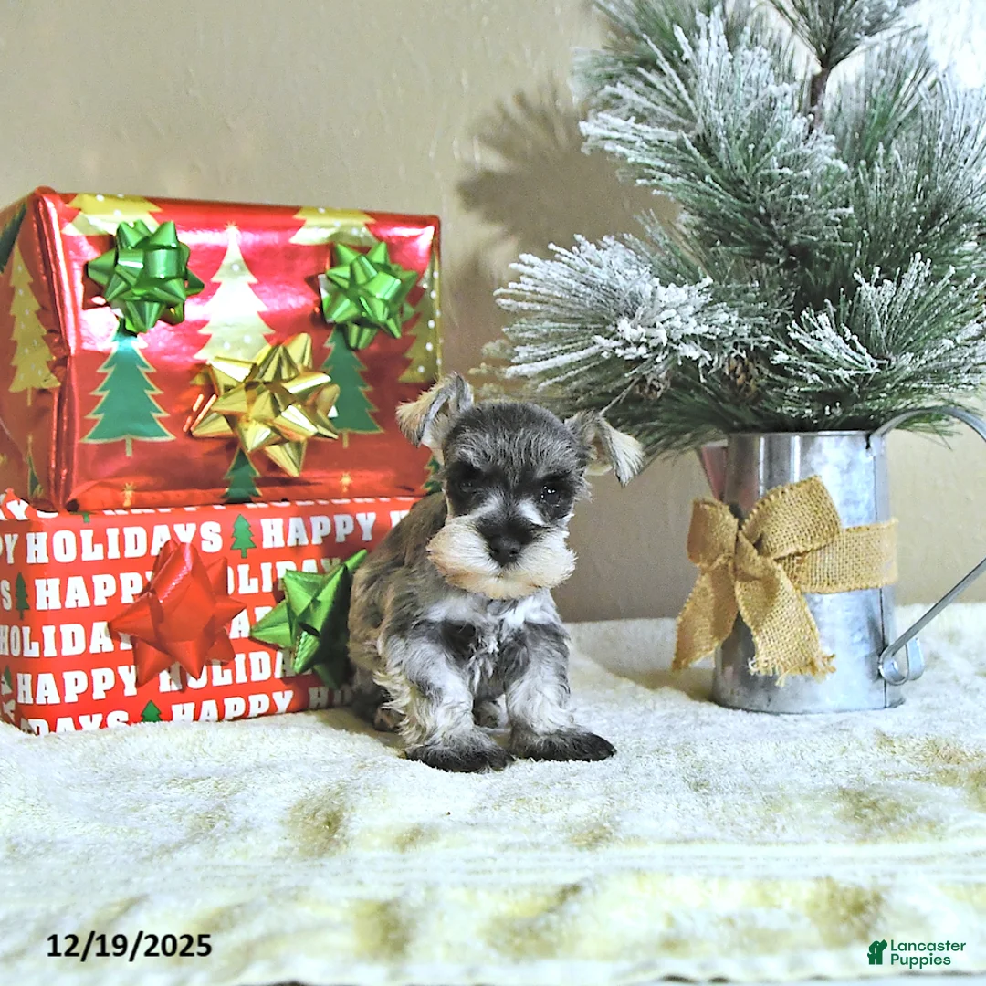 Miniature Schnauzer dogs for sale: Nick  - Ad 8