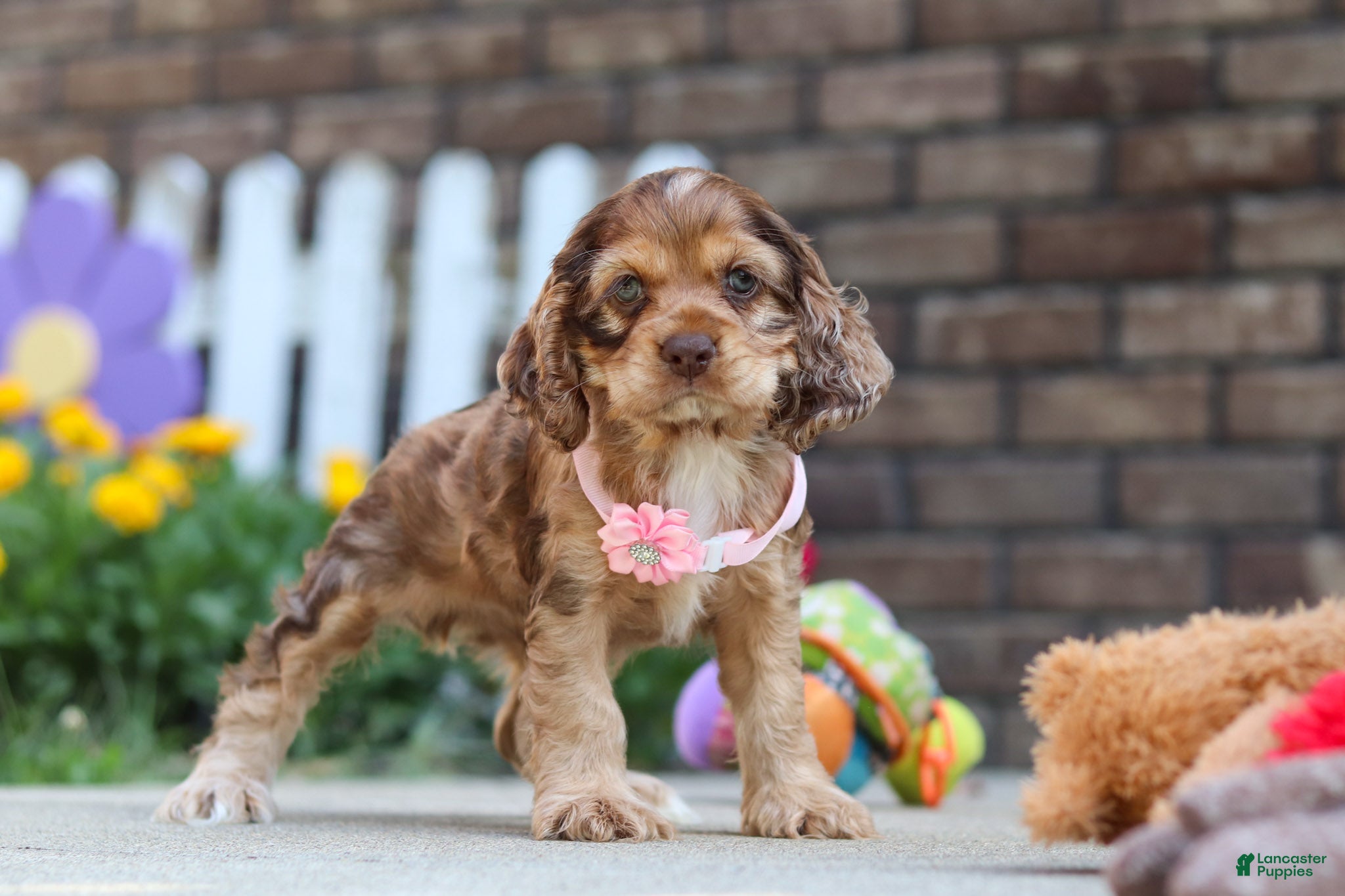 Cocker Spaniel dogs Lily - Ad 1