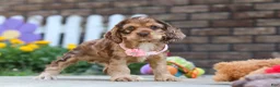 Cocker Spaniel dogs for sale: Lily - Ad 1