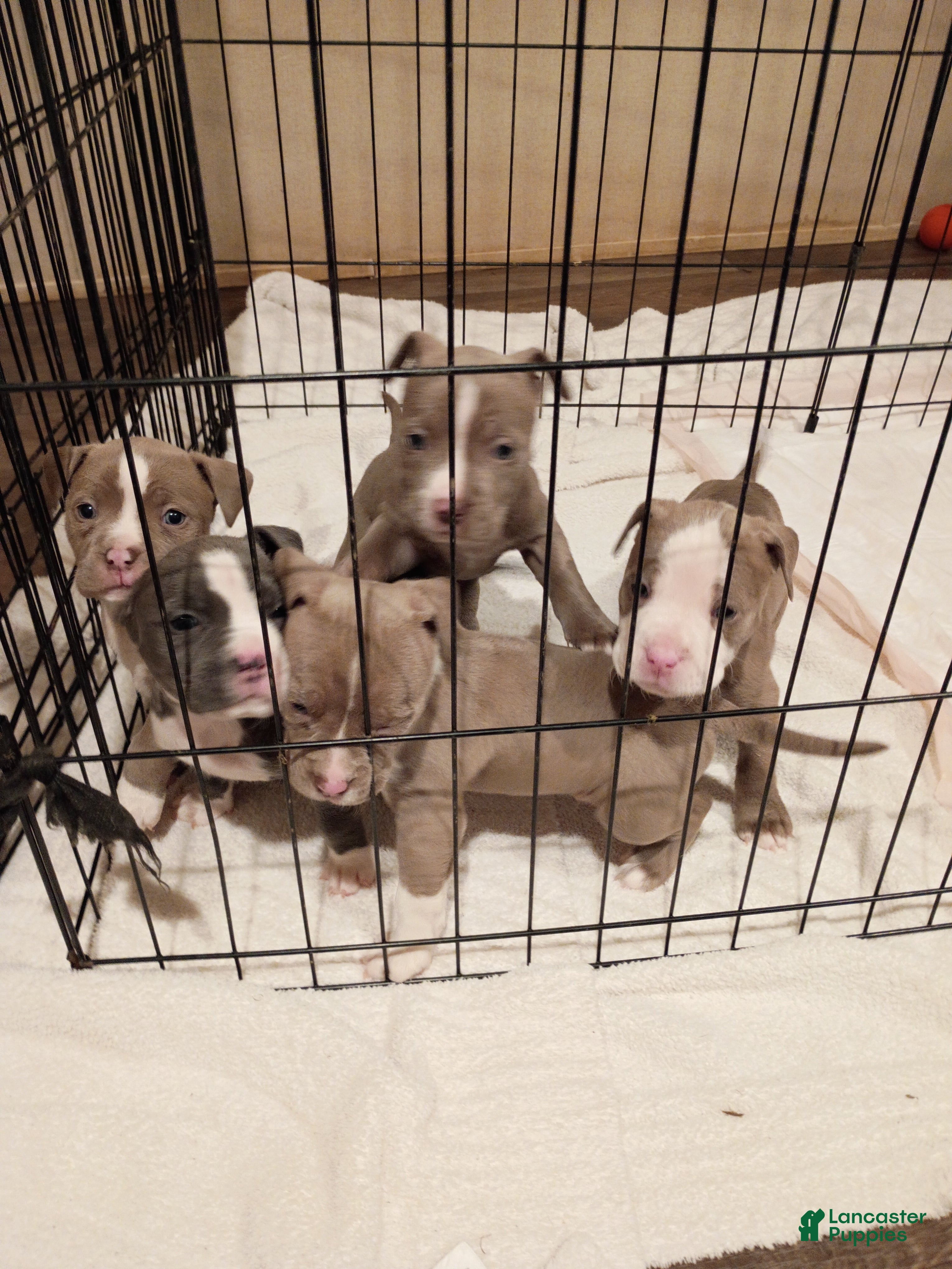 American Bully dogs for sale: American Bully 2 - Ad 1