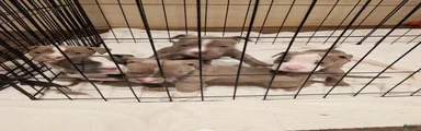 American Bully 2