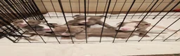 American Bully dogs for sale: American Bully 2 - Ad 1