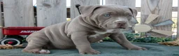 American Bully dogs for sale: Ava - Ad 3