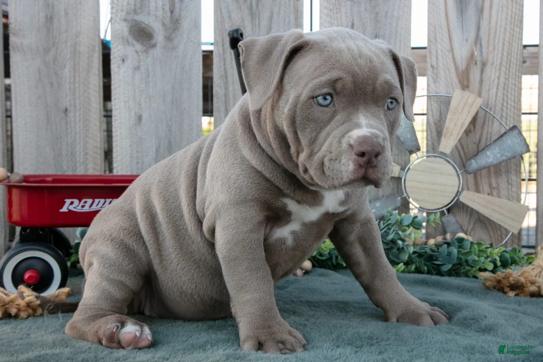 American Bully dogs for sale: Ava - Ad 3