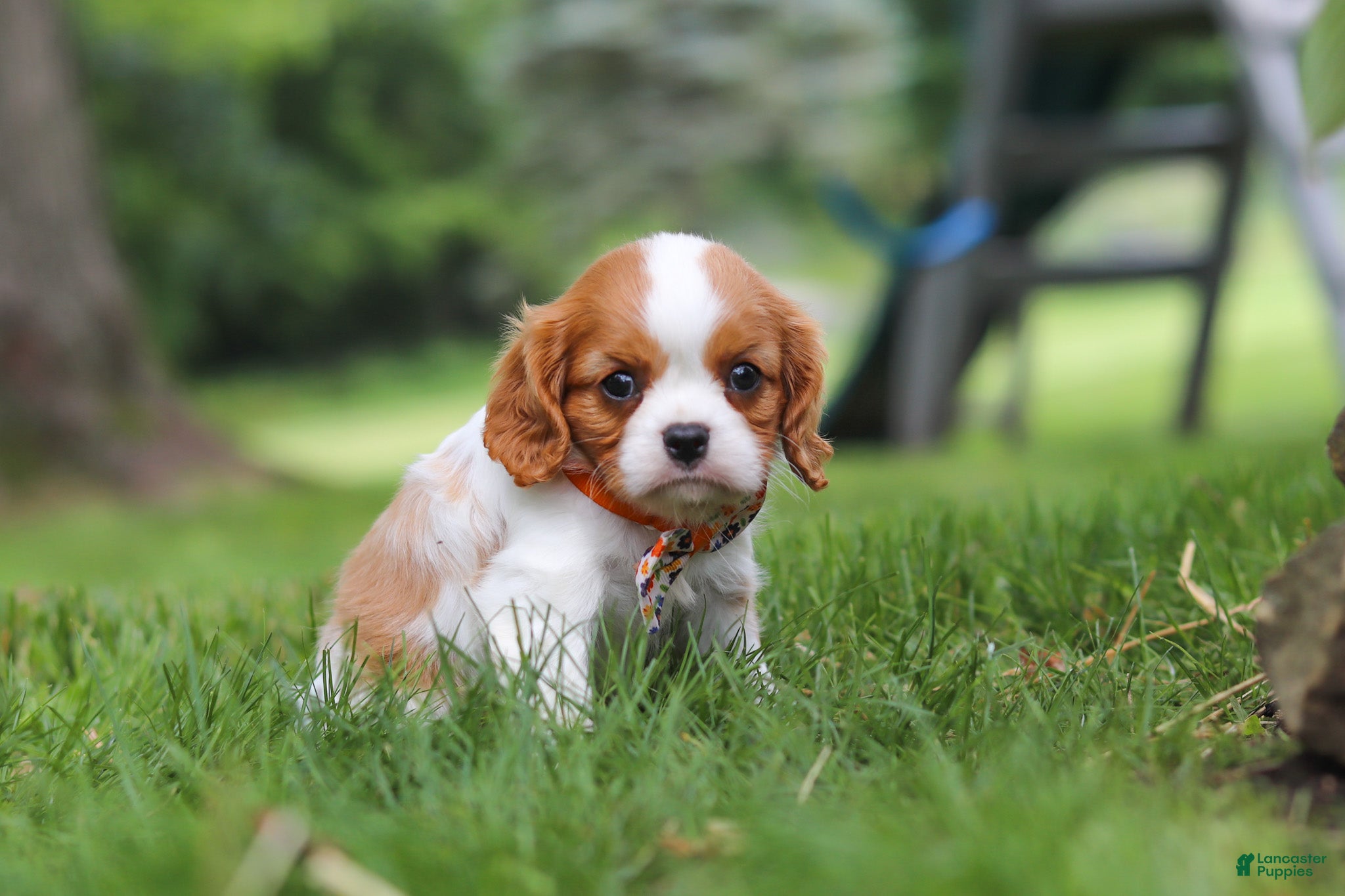 Cavalier King Charles Spaniel dogs Banks - Ad 2