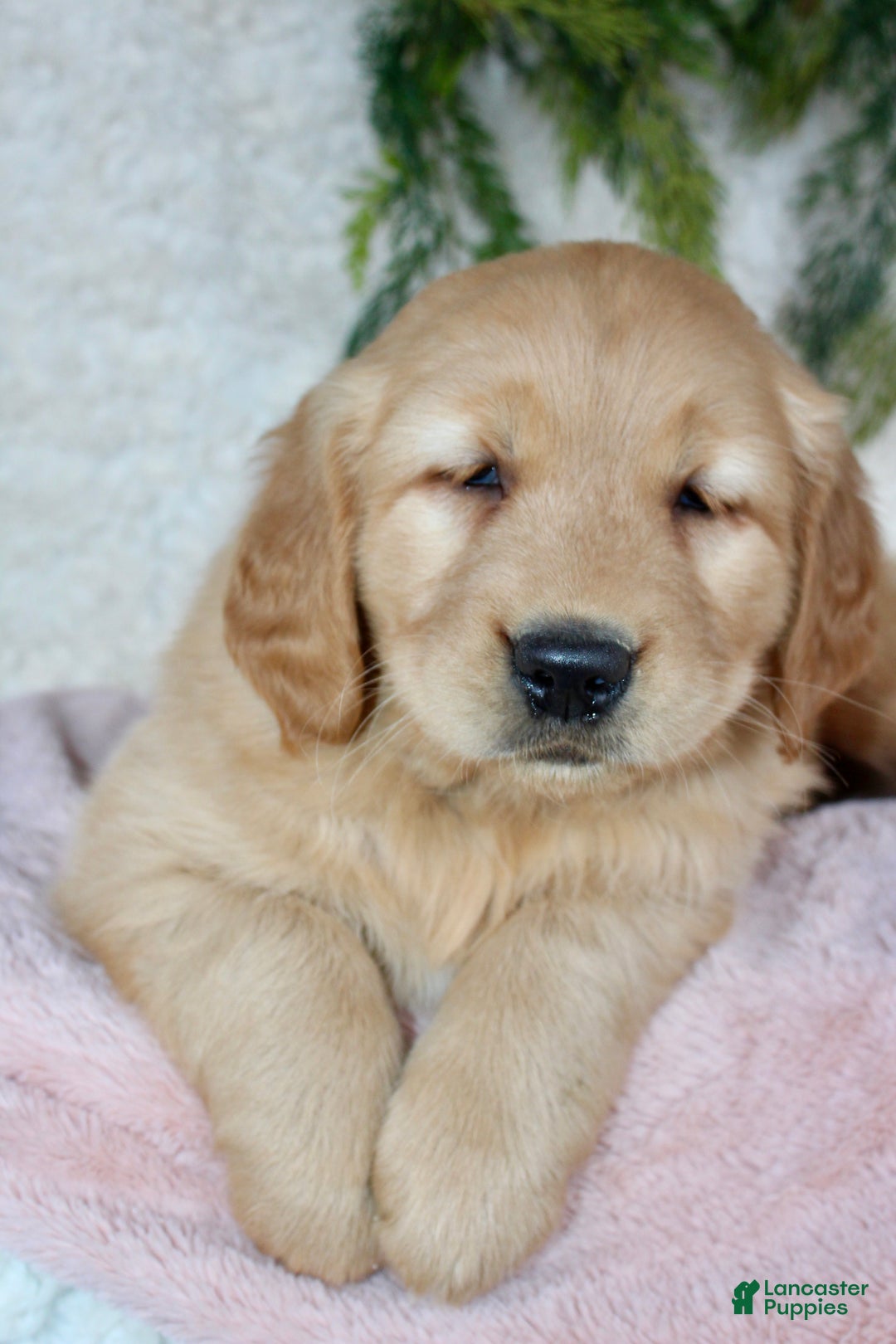 Golden Retriever dogs for sale: Goldie - Ad 2