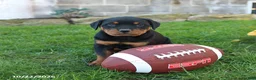 Rottweiler dogs for sale: Montana - Ad 3