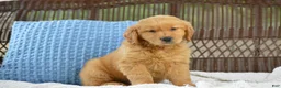 Golden Retriever dogs for sale: Ellie - Ad 4