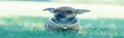 Chihuahua dogs for sale: Jupiter - Ad 6
