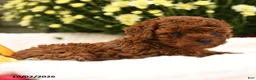 Toy Poodle dogs for sale: Sugar - Ad 3