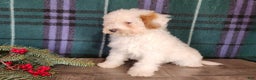 Mini Bernedoodle dogs for sale: Rudolph - Ad 6