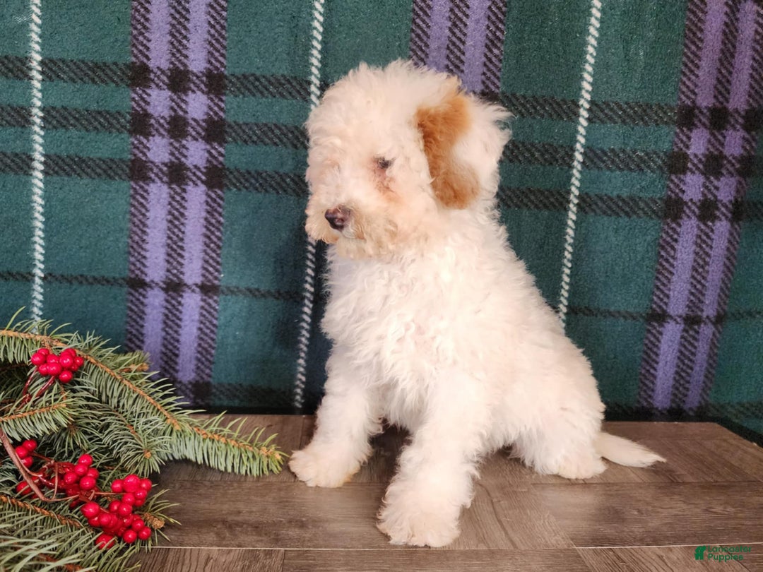 Mini Bernedoodle dogs for sale: Rudolph - Ad 6