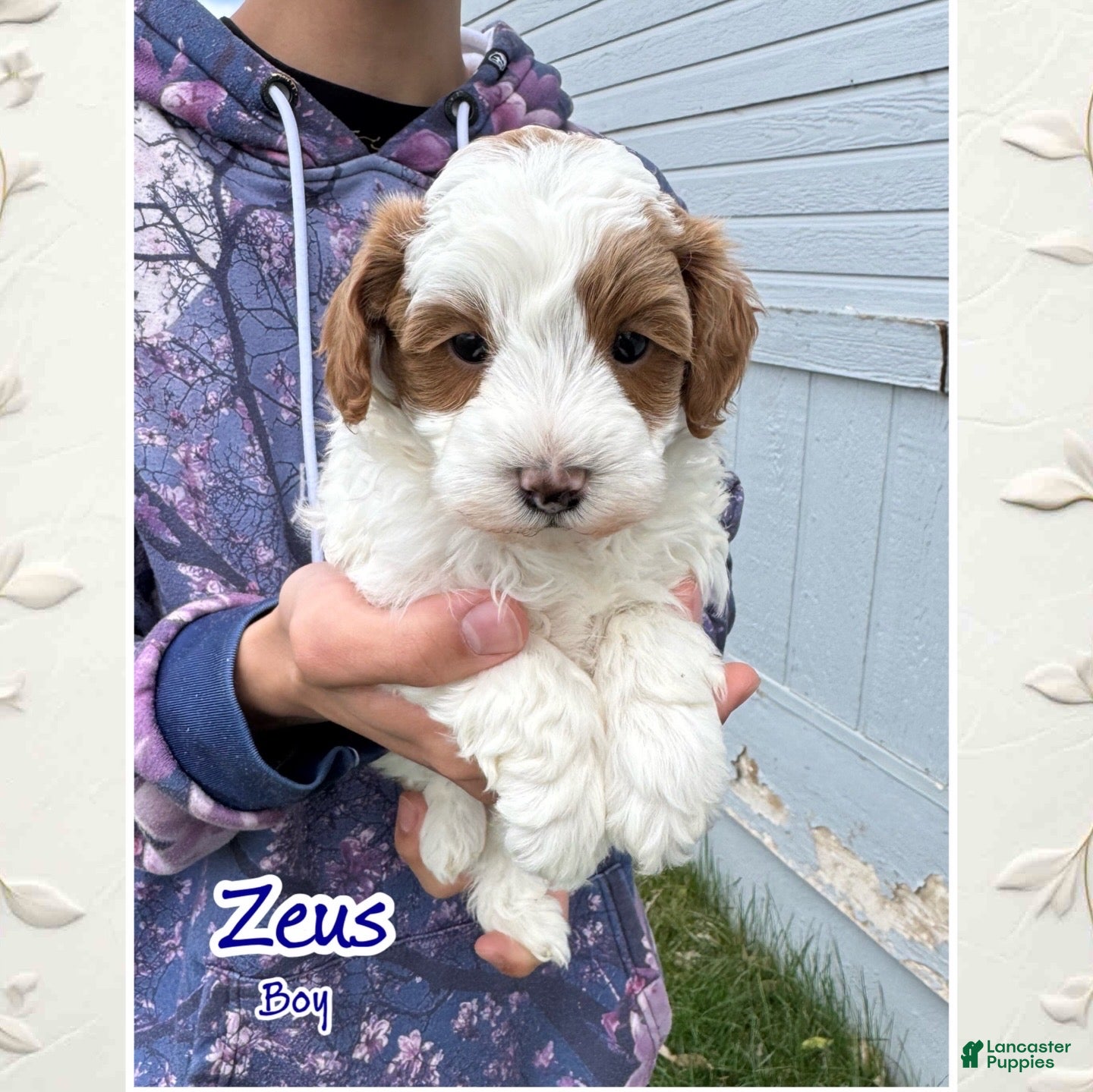Cavapoo dogs for sale: Zeus - Ad 1