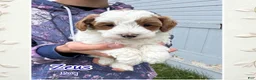 Cavapoo dogs for sale: Zeus - Ad 1