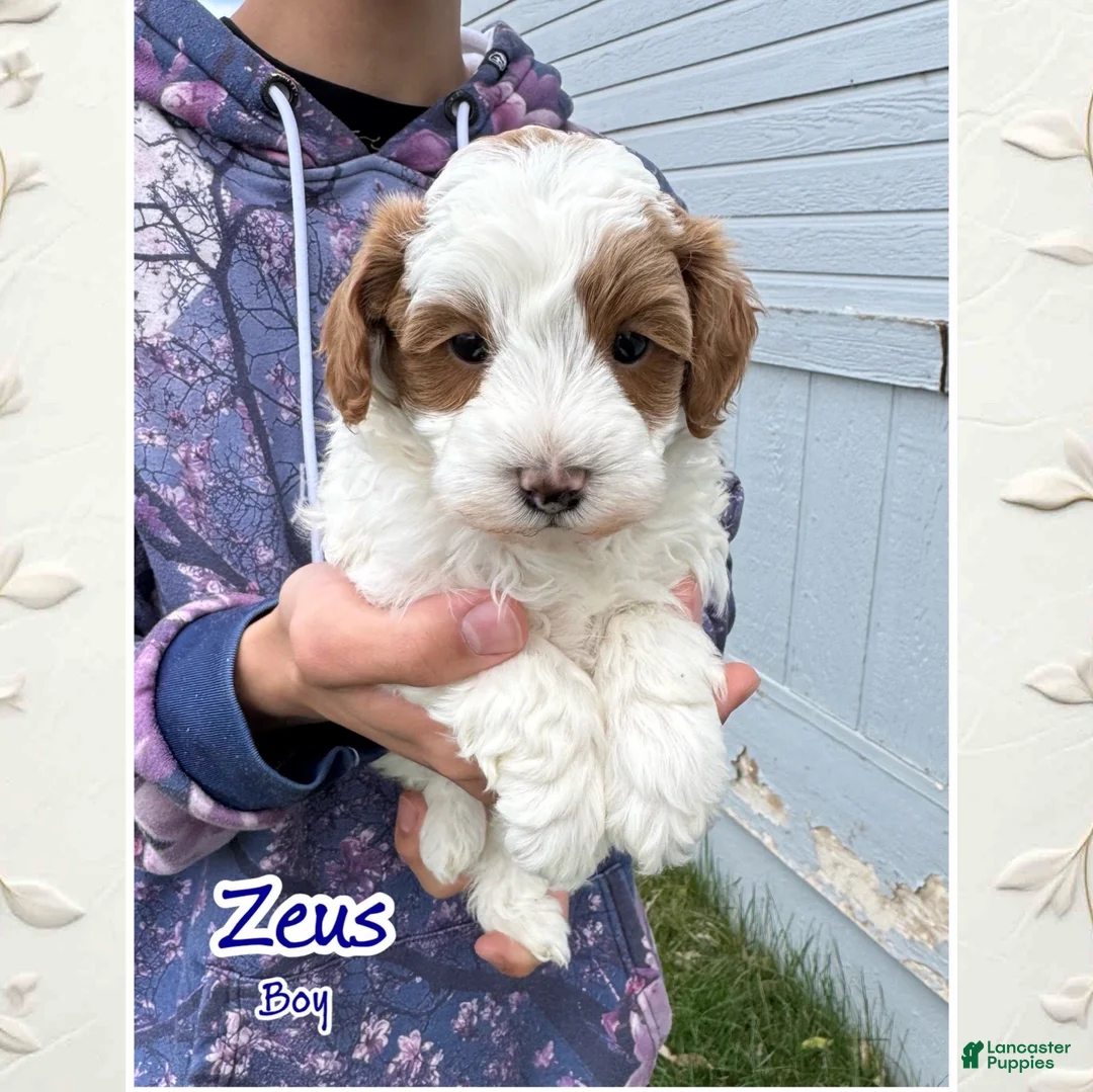 Cavapoo dogs for sale: Zeus - Ad 1