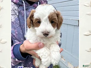 Cavapoo dogs for sale: Zeus - Ad 1